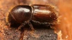 A magok küzdelme egy faházban